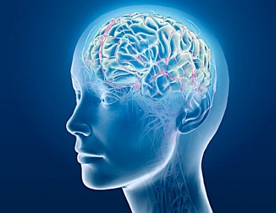 Il cervello umano è gestito da 12 aree iperconnesse
