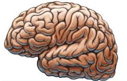 Secondo uno studio recente il cervello archivia i ricordi a "micropacchetti"